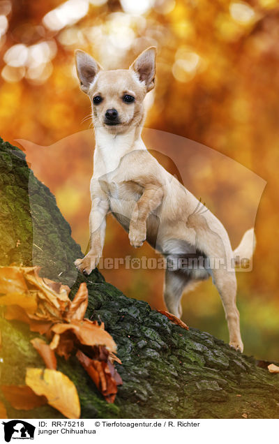 junger Chihuahua / RR-75218