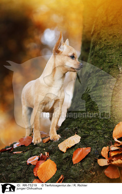 junger Chihuahua / RR-75219