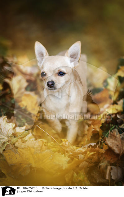junger Chihuahua / RR-75235