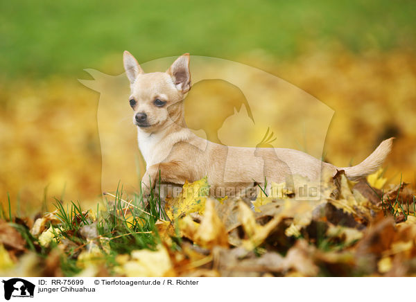 junger Chihuahua / RR-75699