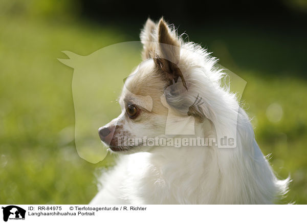 Langhaarchihuahua Portrait / longhaired Chihuahua Portrait / RR-84975