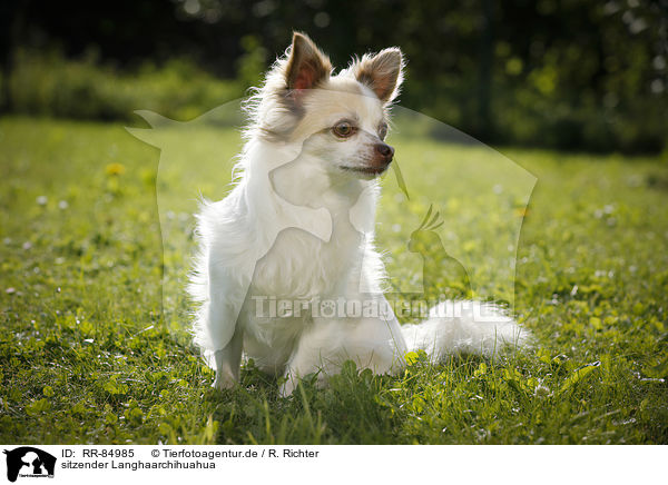 sitzender Langhaarchihuahua / sitting longhaired Chihuahua / RR-84985