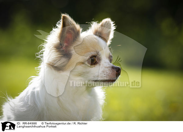 Langhaarchihuahua Portrait / longhaired Chihuahua Portrait / RR-84986