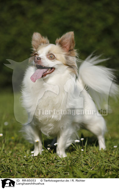 Langhaarchihuahua / longhaired Chihuahua / RR-85053