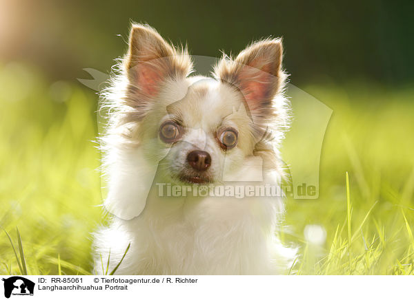 Langhaarchihuahua Portrait / longhaired Chihuahua Portrait / RR-85061