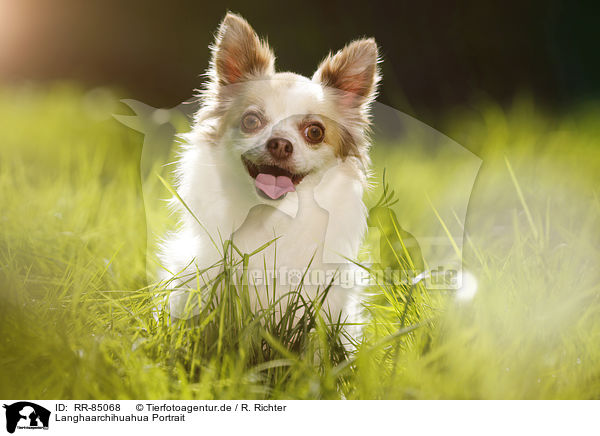 Langhaarchihuahua Portrait / longhaired Chihuahua Portrait / RR-85068