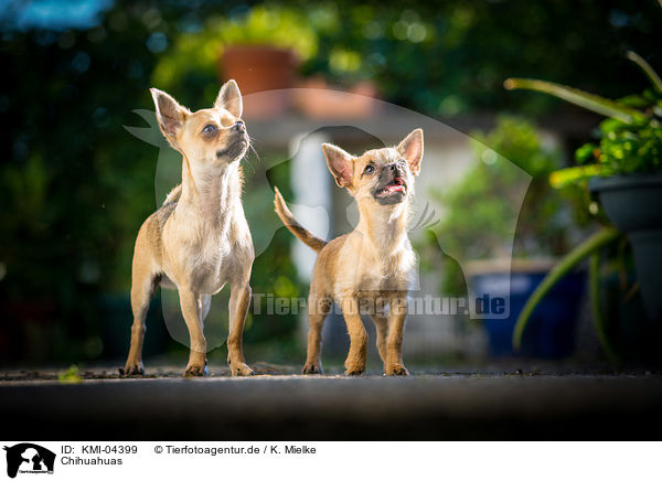 Chihuahuas / KMI-04399