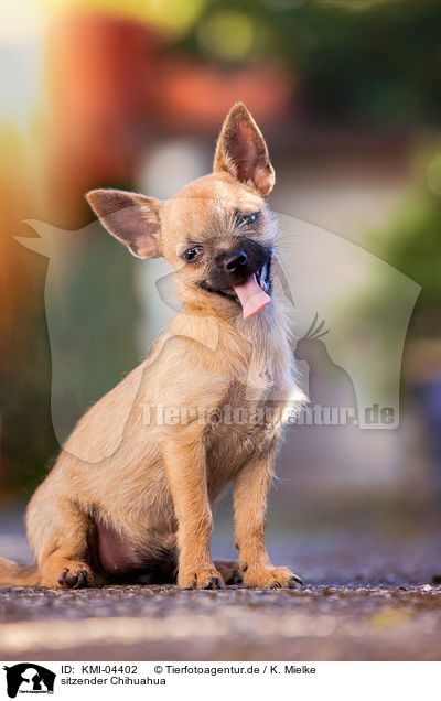 sitzender Chihuahua / KMI-04402