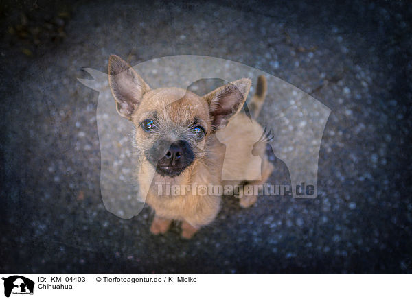 Chihuahua / KMI-04403