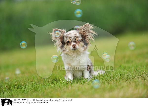 sitzender Langhaarchihuahua / sitting longhaired Chihuahua / YJ-12445
