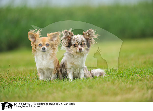 2 Langhaarchihuahuas / 2 longhaired Chihuahuas / YJ-12453
