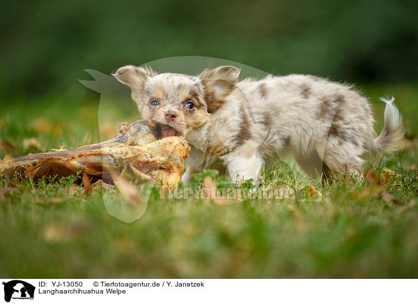 Langhaarchihuahua Welpe / longhaired Chihuahua puppy / YJ-13050