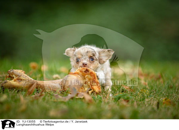 Langhaarchihuahua Welpe / longhaired Chihuahua puppy / YJ-13055
