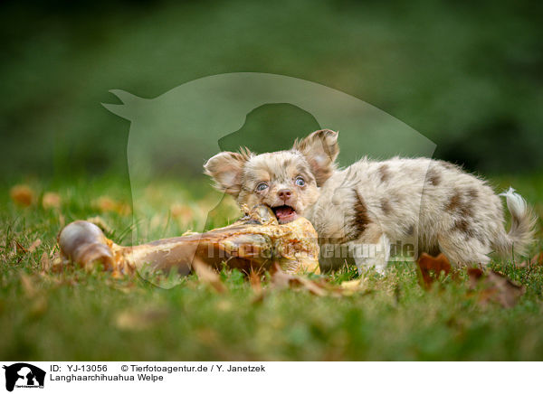 Langhaarchihuahua Welpe / longhaired Chihuahua puppy / YJ-13056