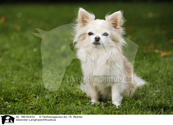 sitzender Langhaarchihuahua / sitting longhaired Chihuahua / RR-90452
