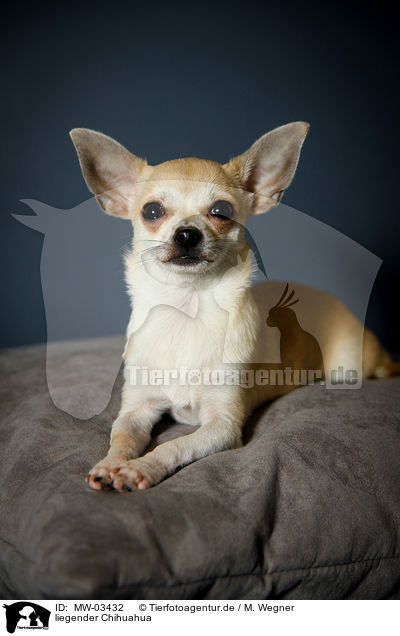 liegender Chihuahua / lying Chihuahua / MW-03432