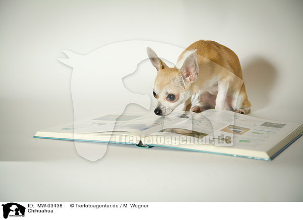 Chihuahua / MW-03438