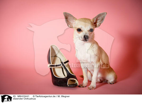sitzender Chihuahua / MW-03441
