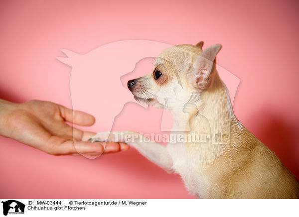 Chihuahua gibt Pftchen / MW-03444