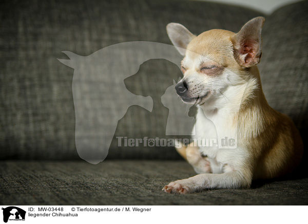 liegender Chihuahua / MW-03448