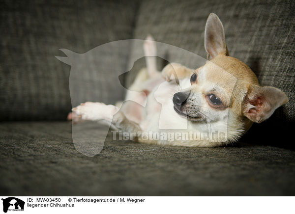 liegender Chihuahua / MW-03450