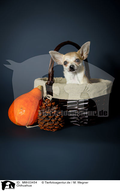 Chihuahua / MW-03454