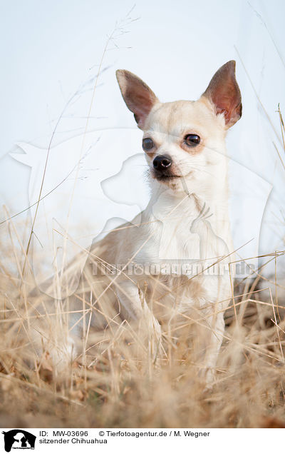 sitzender Chihuahua / MW-03696