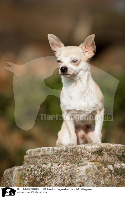 sitzender Chihuahua / sitting Chihuahua / MW-03698