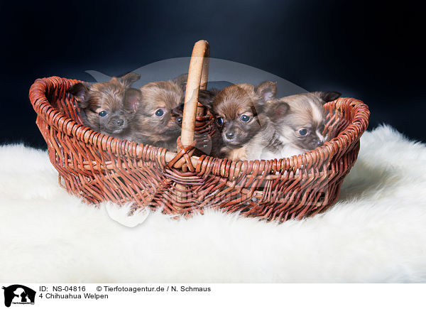 4 Chihuahua Welpen / 4 Chihuahua Puppies / NS-04816