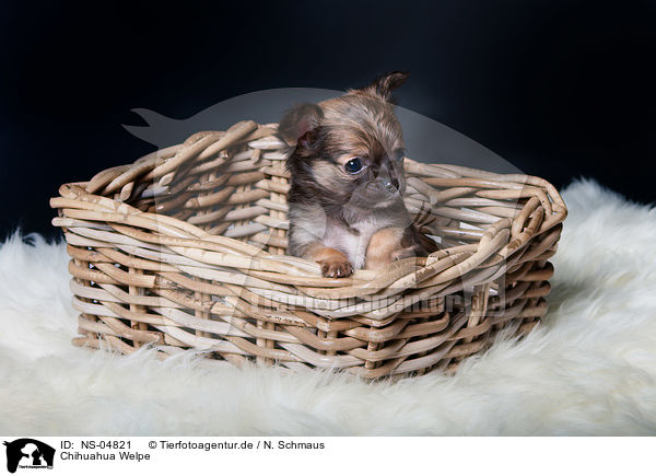 Chihuahua Welpe / Chihuahua Puppy / NS-04821