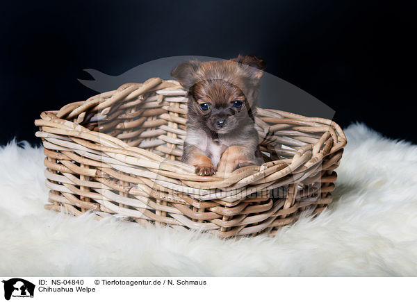 Chihuahua Welpe / Chihuahua Puppy / NS-04840