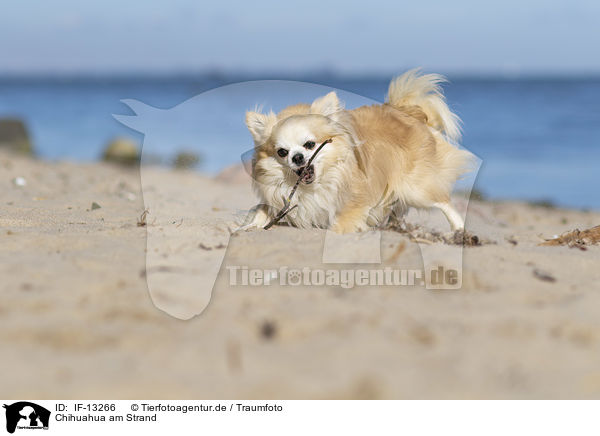 Chihuahua am Strand / Chihuahua on the beach / IF-13266