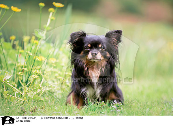 Chihuahua / Chihuahua / TAH-01034
