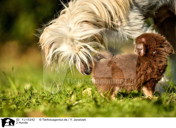 2 Hunde / 2 dogs / YJ-15242