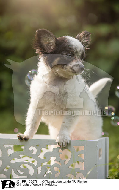 Chihuahua Welpe in Holzkiste / Chihuahua puppy in wooden box / RR-100978