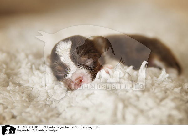 liegender Chihuahua Welpe / lying Chihuahua puppy / SIB-01191