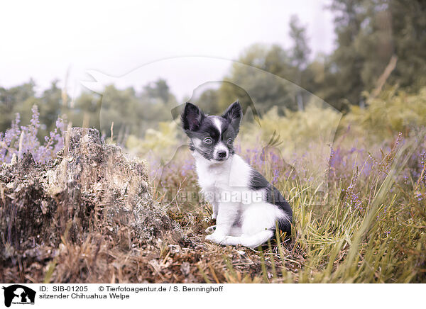 sitzender Chihuahua Welpe / SIB-01205