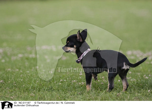 laufender Chihuahua / NC-01187