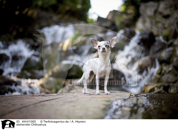 stehender Chihuahua / standing Chihuahua / AH-01085