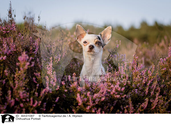 Chihuahua Portrait / AH-01087