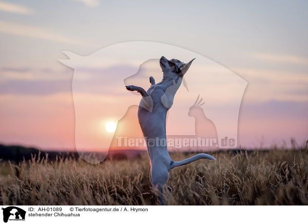 stehender Chihuahua / AH-01089