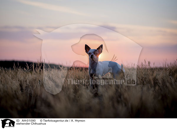 stehender Chihuahua / AH-01090