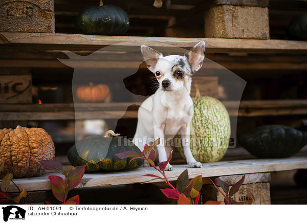 sitzender Chihuahua / AH-01091