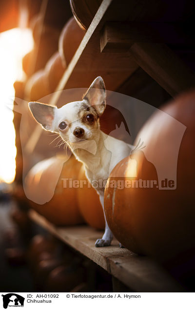 Chihuahua / AH-01092