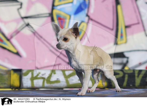 laufender Chihuahua Welpe / walking Chihuahua Puppy / AH-01093