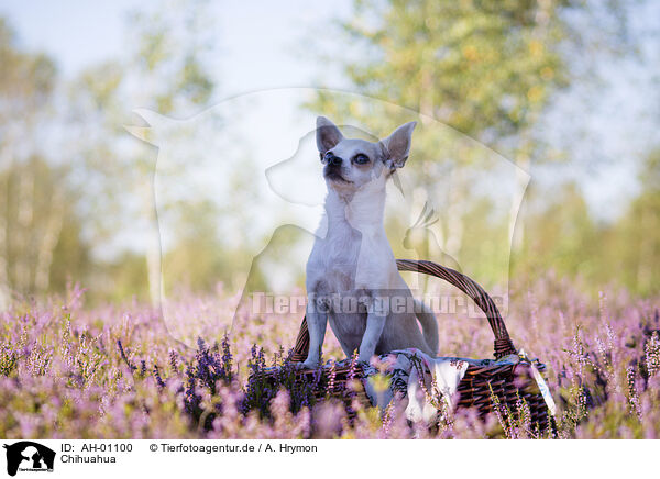 Chihuahua / AH-01100