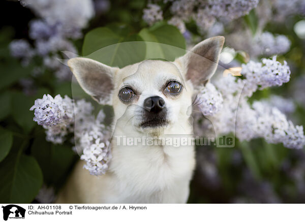 Chihuahua Portrait / AH-01108