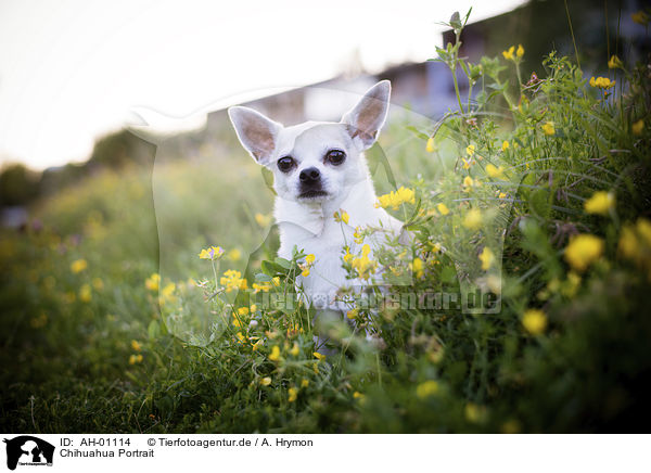 Chihuahua Portrait / AH-01114