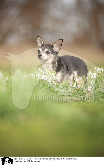 stehender Chihuahua / standing Chihuahua / NC-01237