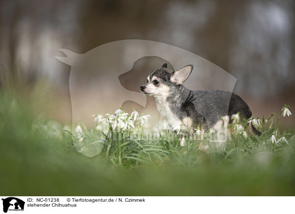 stehender Chihuahua / standing Chihuahua / NC-01238